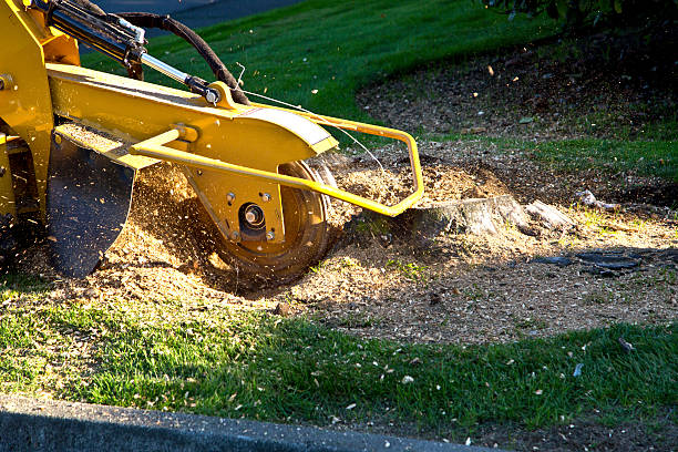 Dead Tree Removal in North Springfield, VA